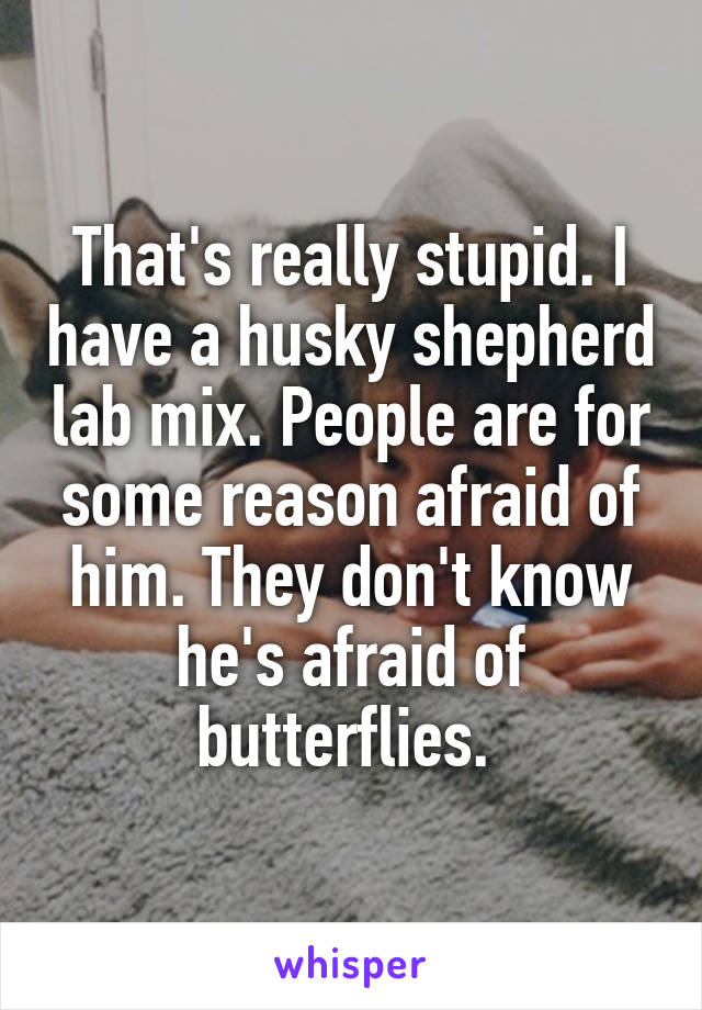 That's really stupid. I have a husky shepherd lab mix. People are for some reason afraid of him. They don't know he's afraid of butterflies. 