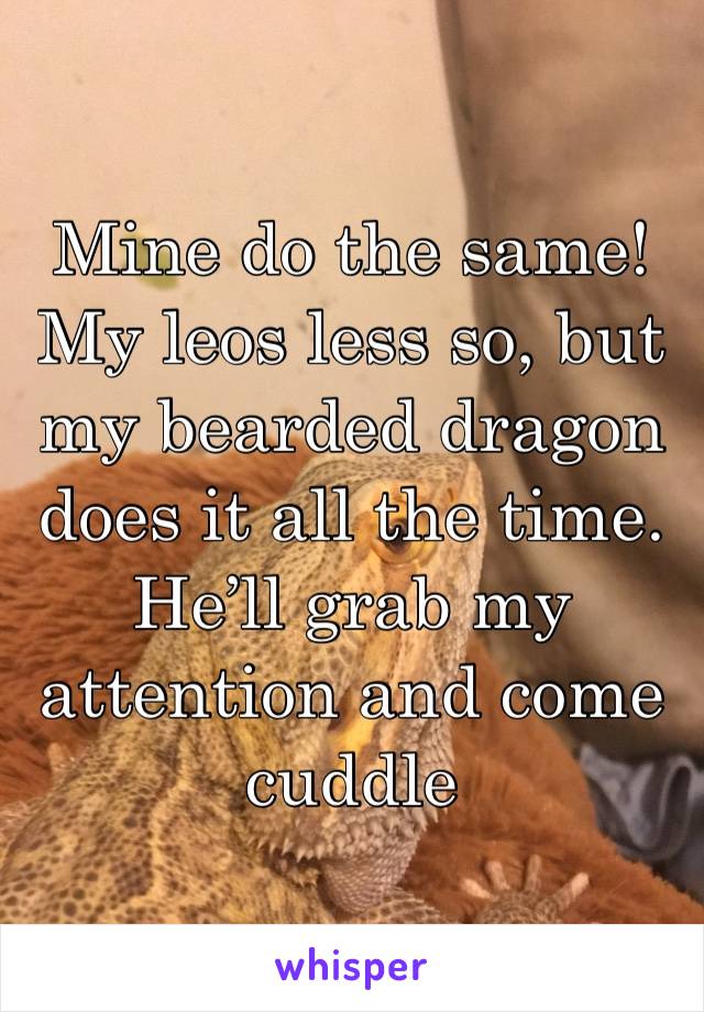 Mine do the same! My leos less so, but my bearded dragon does it all the time. He’ll grab my attention and come cuddle