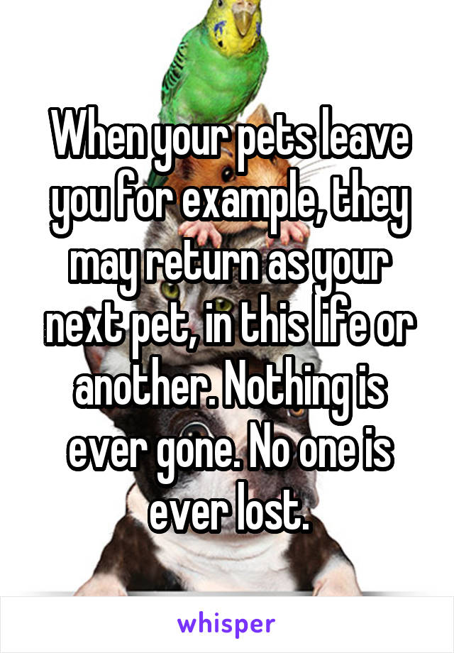When your pets leave you for example, they may return as your next pet, in this life or another. Nothing is ever gone. No one is ever lost.