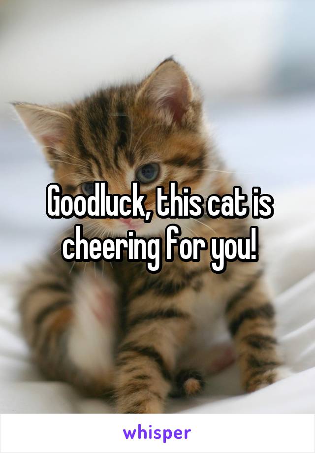 Goodluck, this cat is cheering for you!