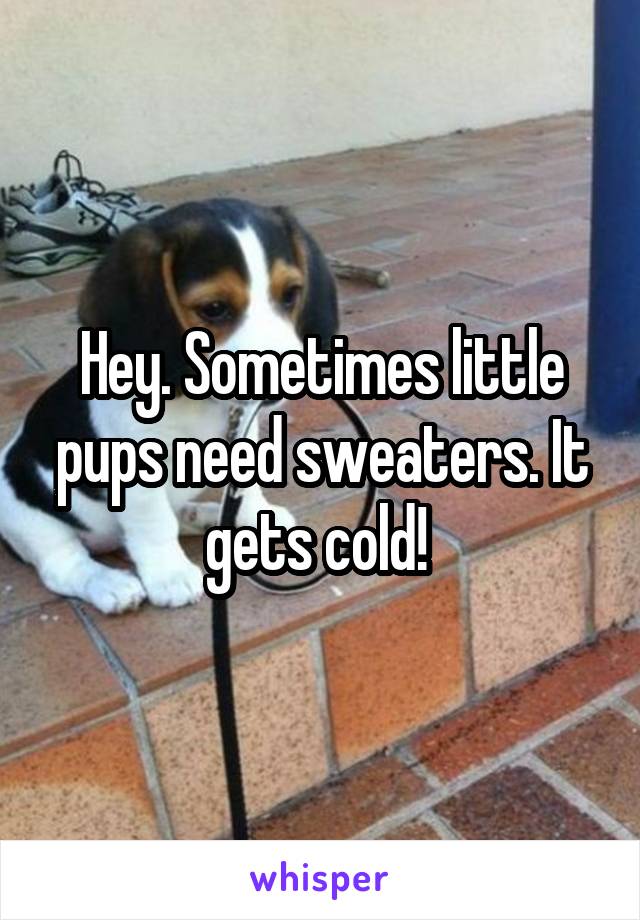 Hey. Sometimes little pups need sweaters. It gets cold! 