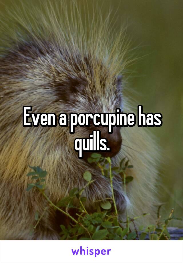 Even a porcupine has quills.