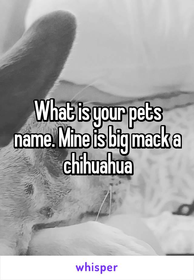 What is your pets name. Mine is big mack a chihuahua