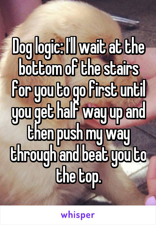 Dog logic: I'll wait at the bottom of the stairs for you to go first until you get half way up and then push my way through and beat you to the top.