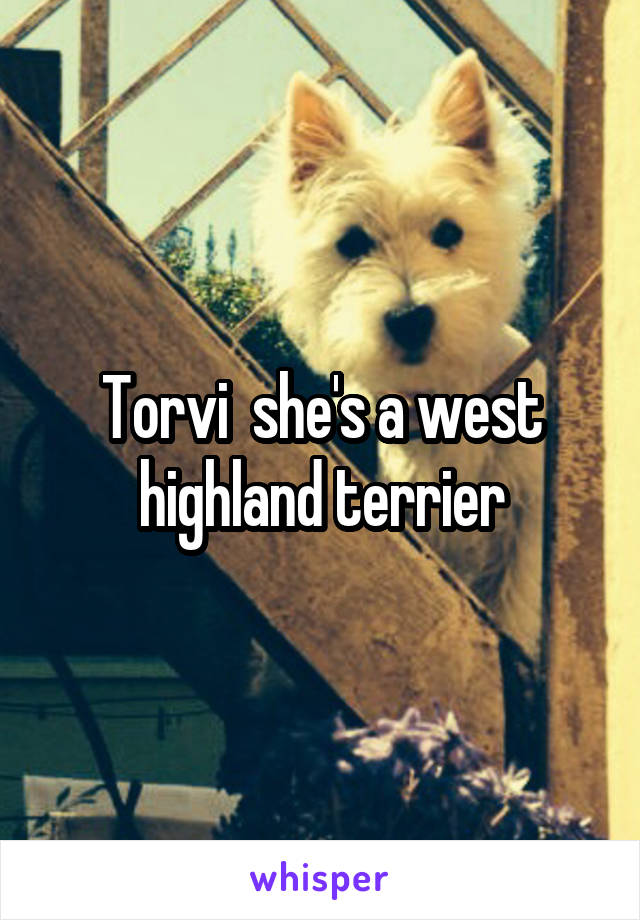 Torvi  she's a west highland terrier