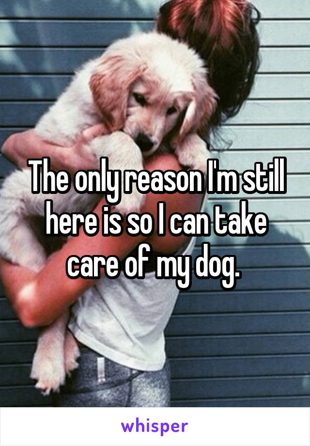 The only reason I'm still here is so I can take care of my dog. 