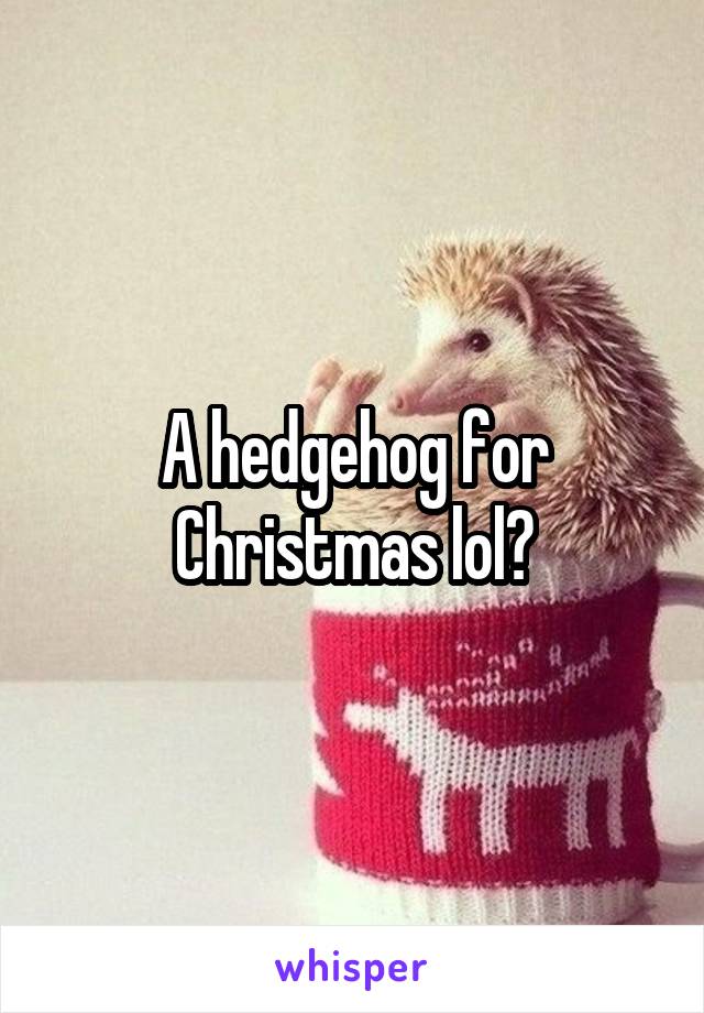 A hedgehog for Christmas lol?
