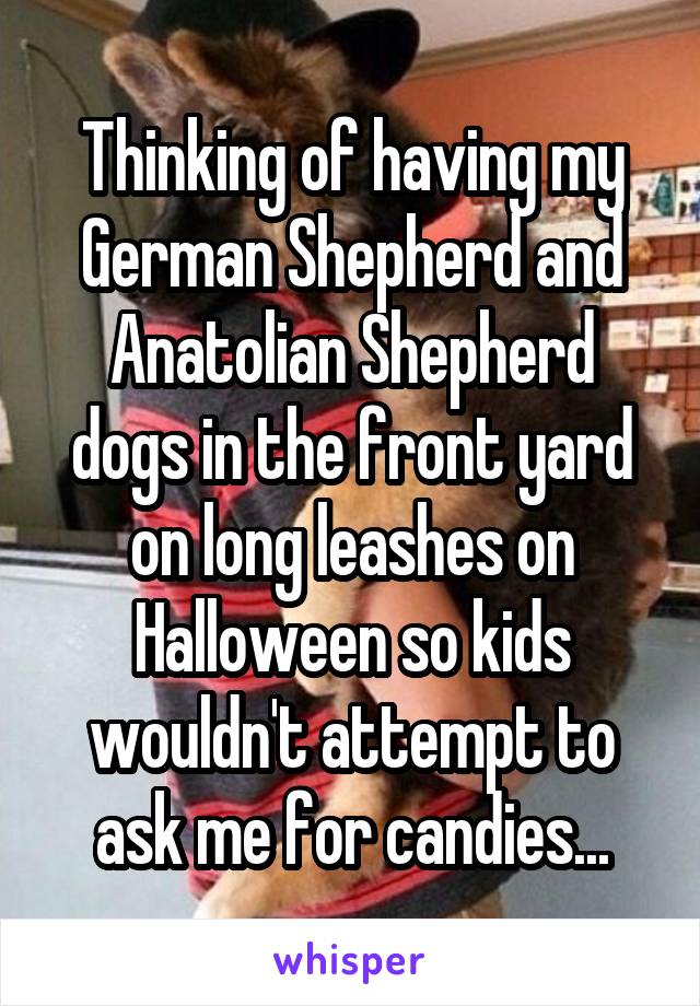 Thinking of having my German Shepherd and Anatolian Shepherd dogs in the front yard on long leashes on Halloween so kids wouldn't attempt to ask me for candies...