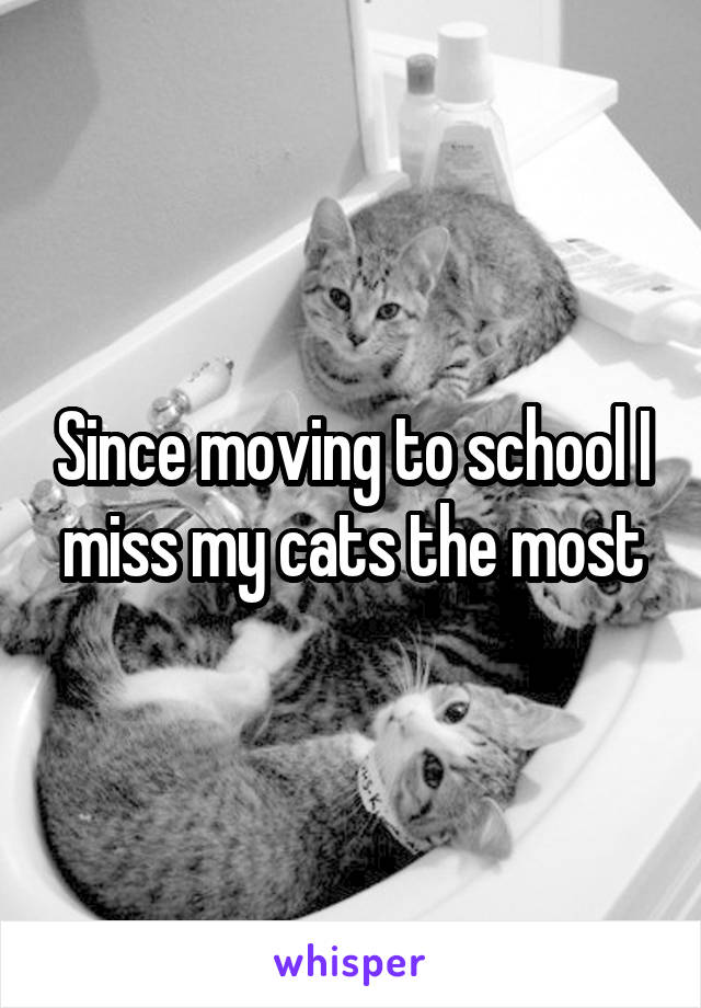 Since moving to school I miss my cats the most
