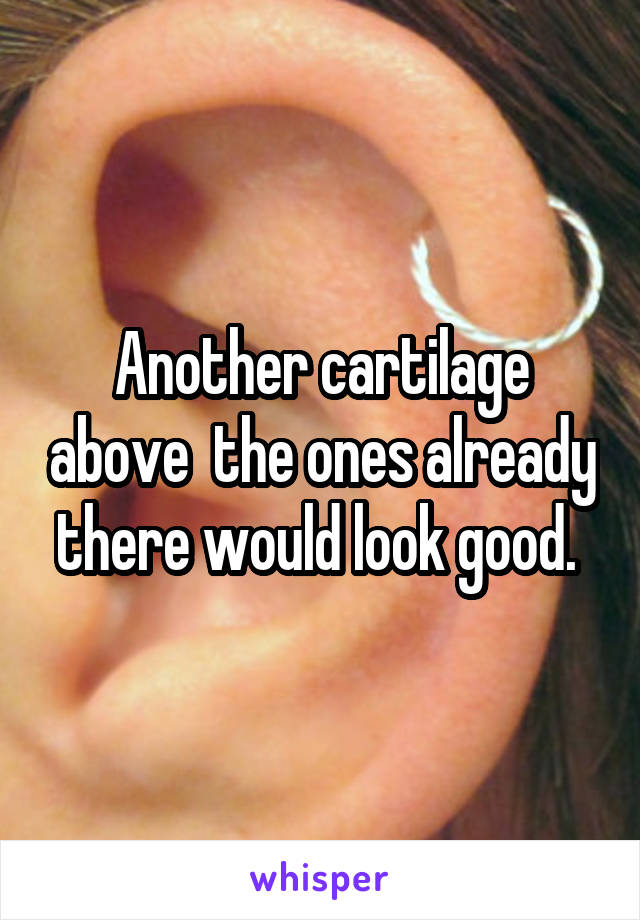 Another cartilage above  the ones already there would look good. 