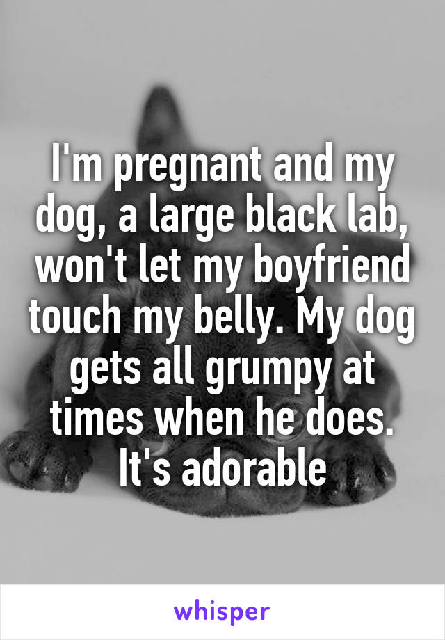 I'm pregnant and my dog, a large black lab, won't let my boyfriend touch my belly. My dog gets all grumpy at times when he does. It's adorable