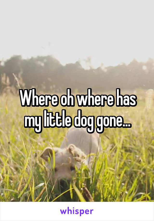 Where oh where has my little dog gone...