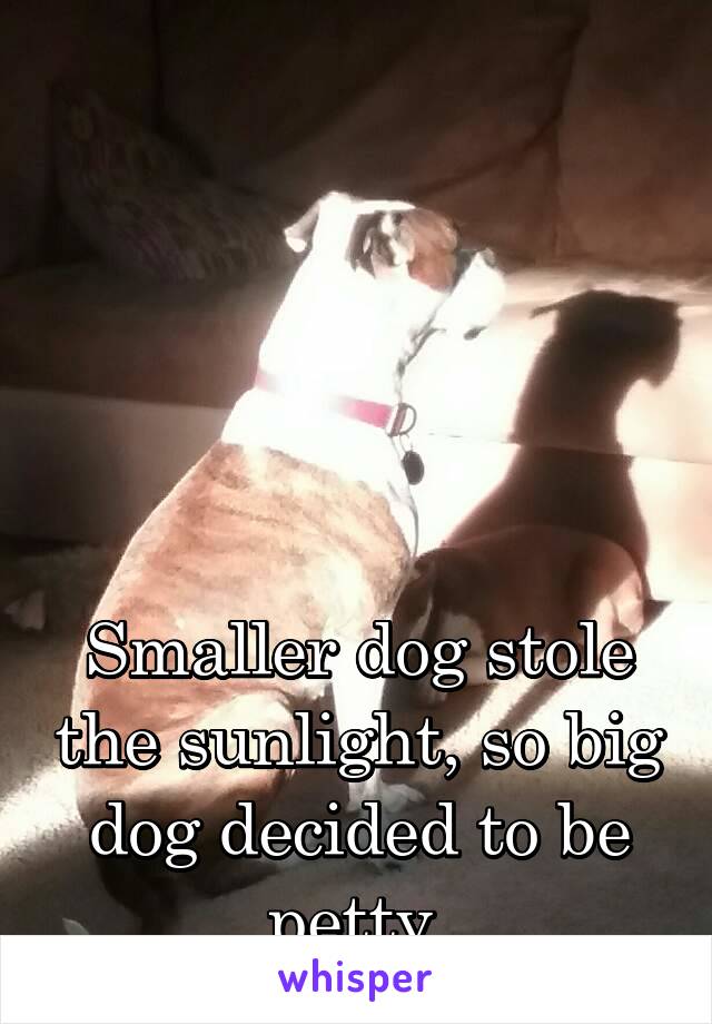 





Smaller dog stole the sunlight, so big dog decided to be petty.