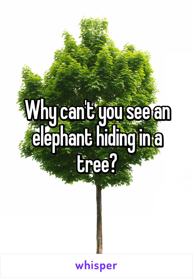 Why can't you see an elephant hiding in a tree?