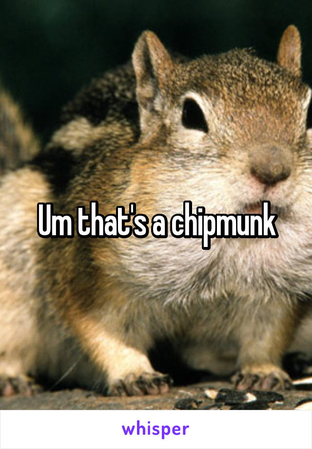 Um that's a chipmunk