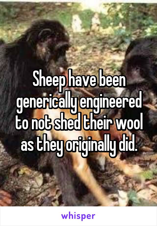 Sheep have been generically engineered to not shed their wool as they originally did.