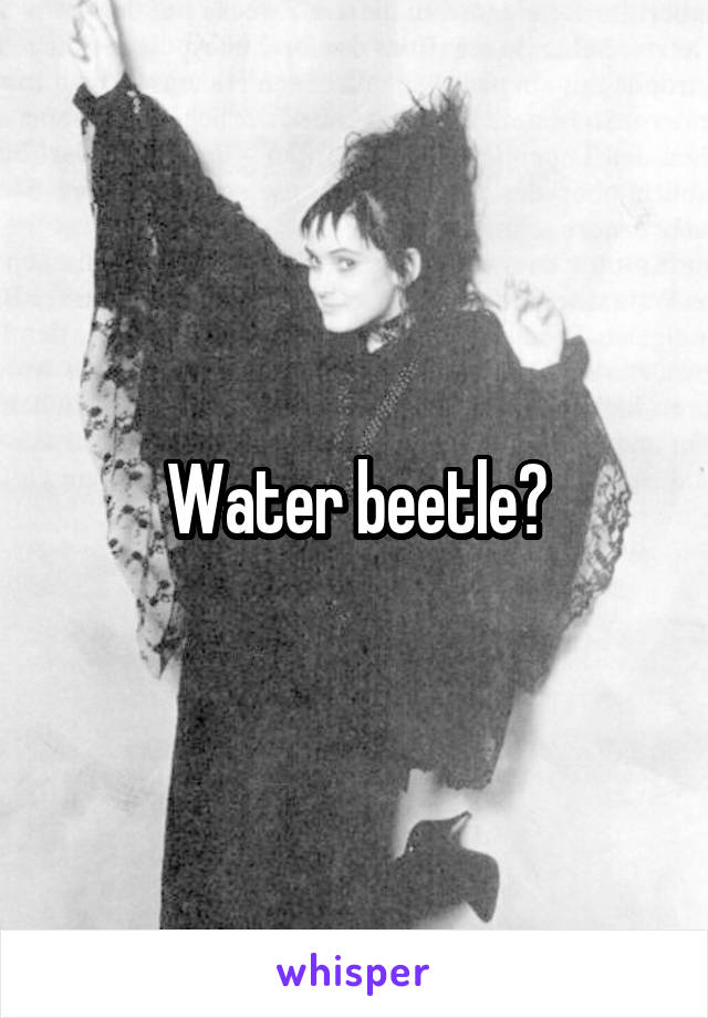 Water beetle?