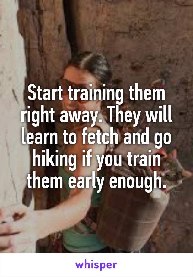 Start training them right away. They will learn to fetch and go hiking if you train them early enough.
