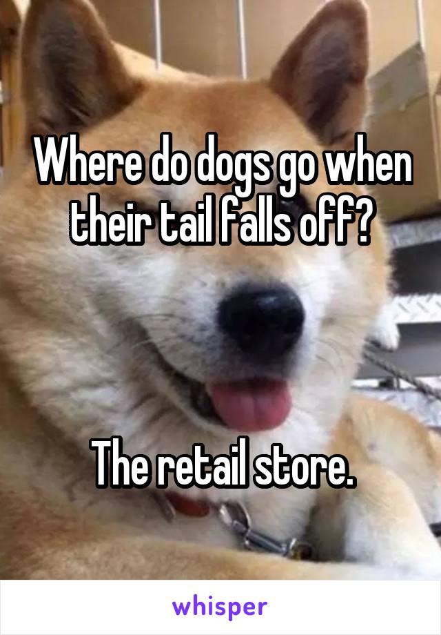 Where do dogs go when their tail falls off?



The retail store.