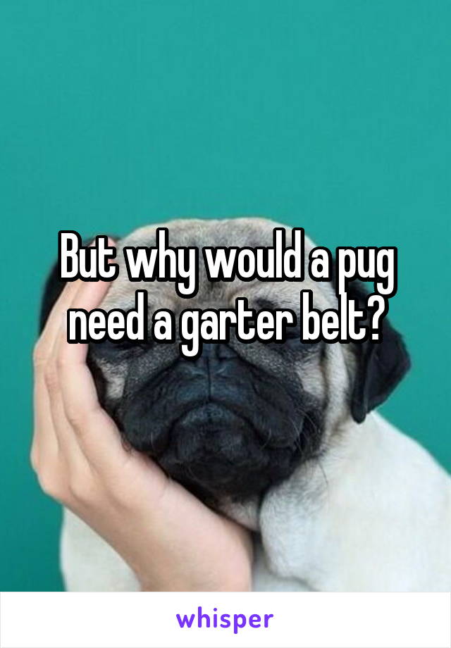 But why would a pug need a garter belt?
 