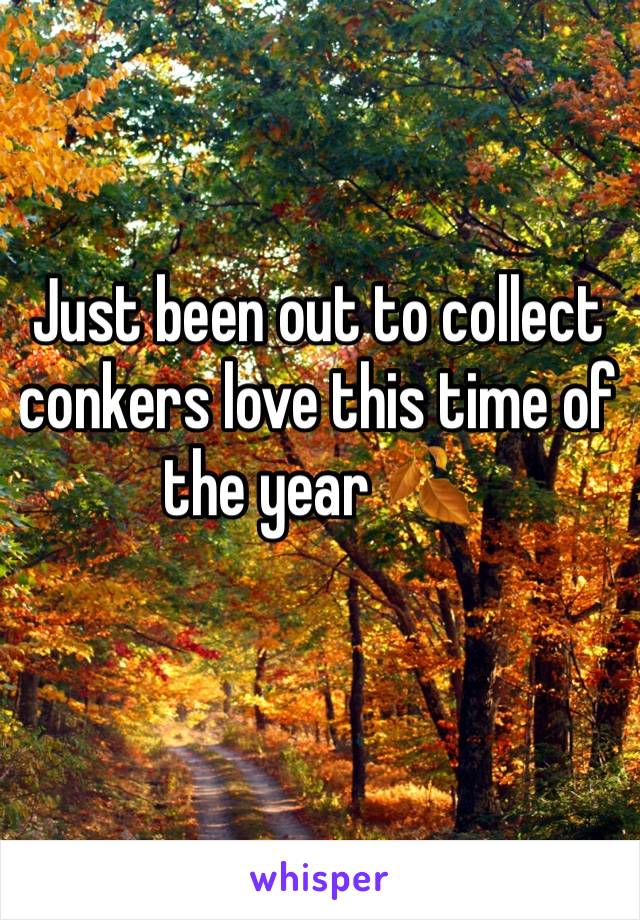 Just been out to collect conkers love this time of the year 🍂 