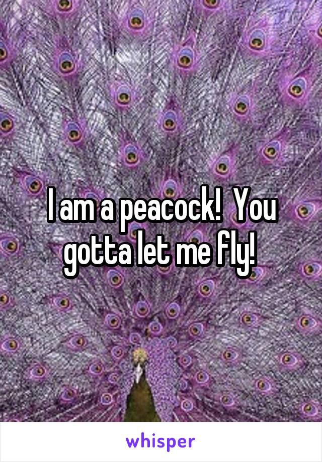 I am a peacock!  You gotta let me fly! 