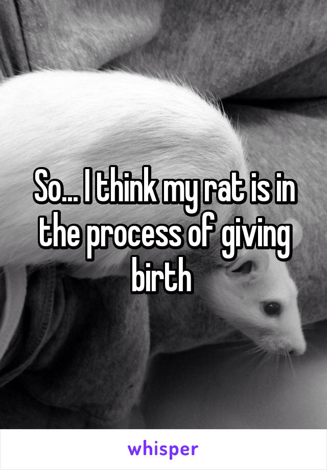 So... I think my rat is in the process of giving birth 