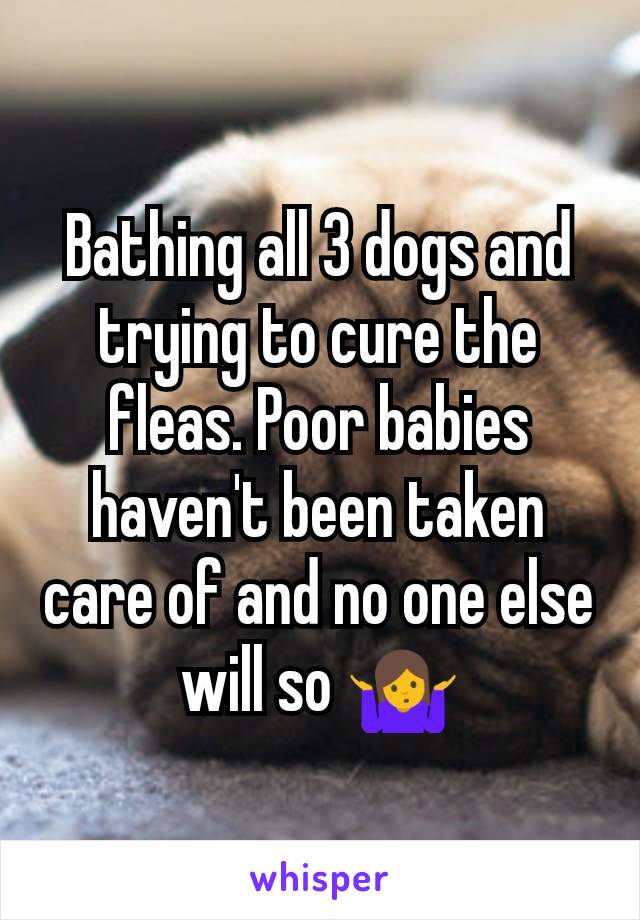 Bathing all 3 dogs and trying to cure the fleas. Poor babies haven't been taken care of and no one else will so 🤷