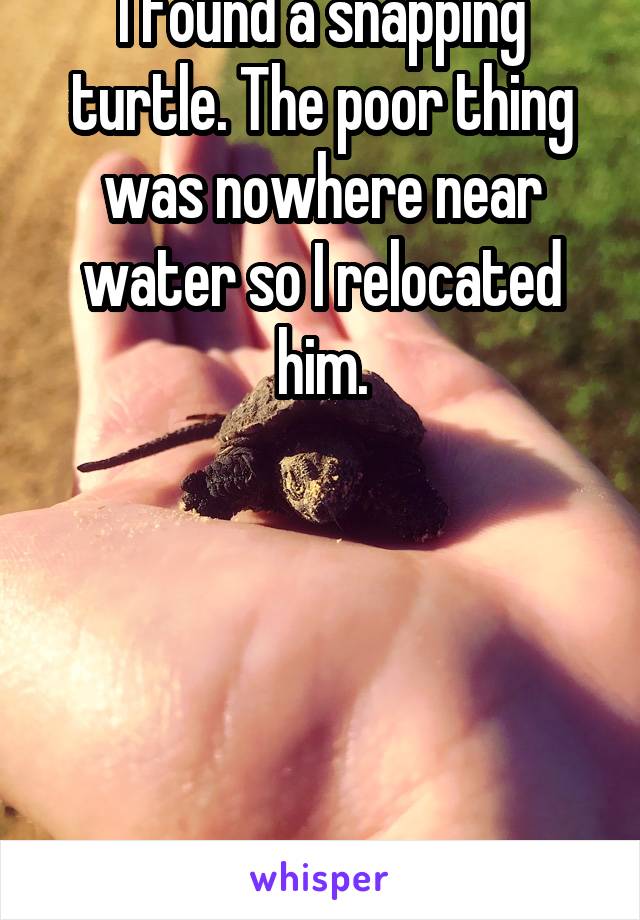 I found a snapping turtle. The poor thing was nowhere near water so I relocated him.





