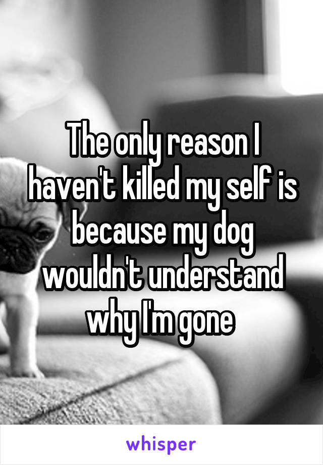 The only reason I haven't killed my self is because my dog wouldn't understand why I'm gone 