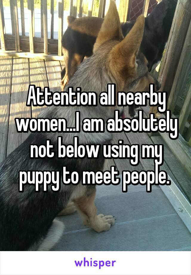 Attention all nearby women...I am absolutely not below using my puppy to meet people. 