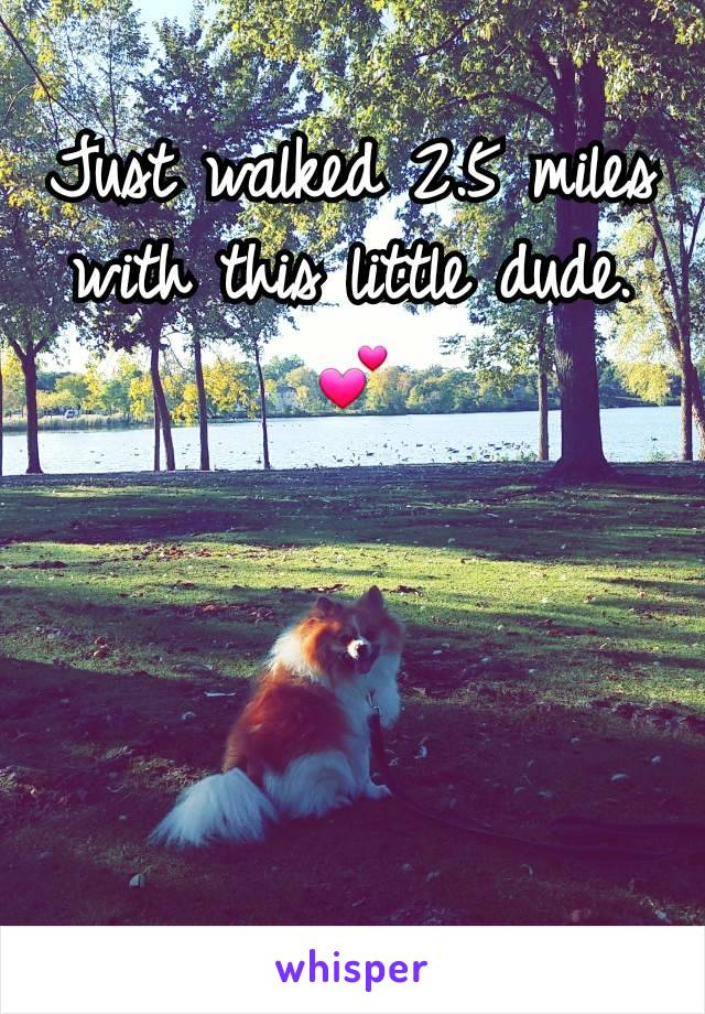 Just walked 2.5 miles with this little dude. 💕