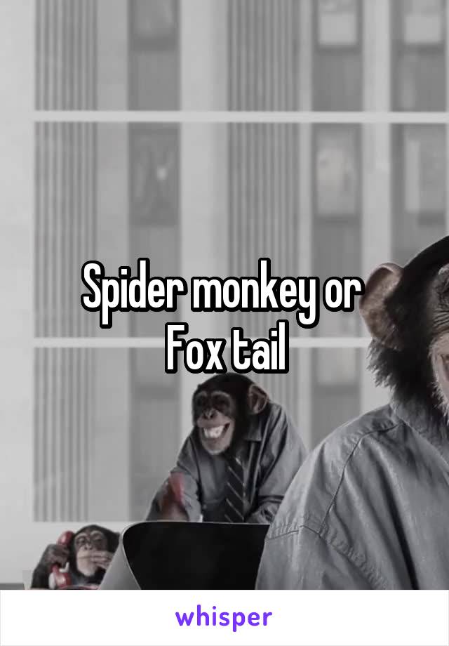 Spider monkey or 
Fox tail