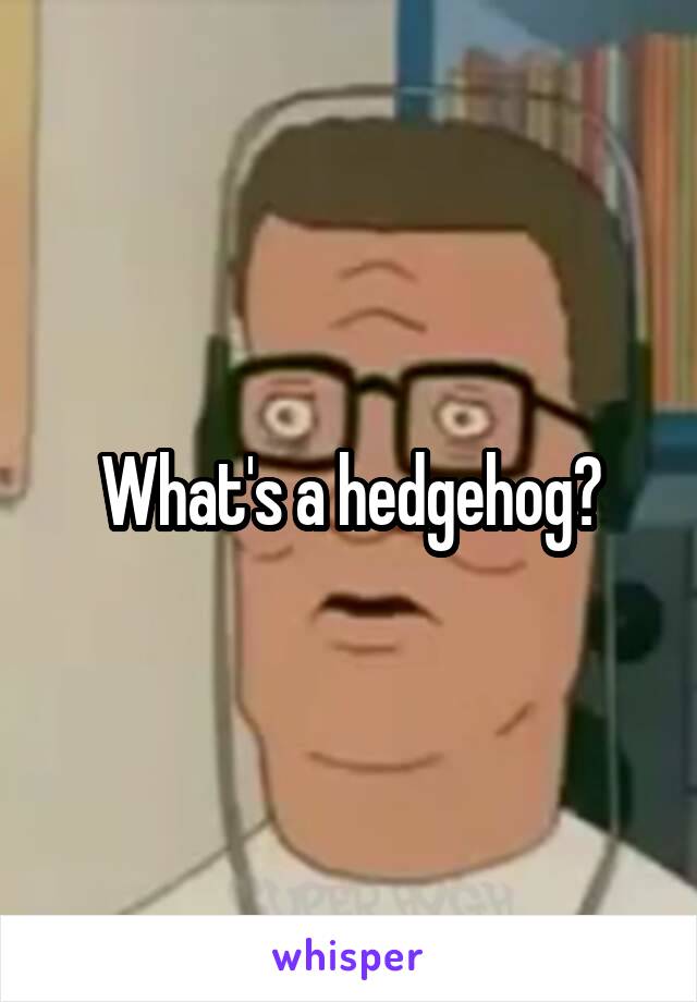 What's a hedgehog?