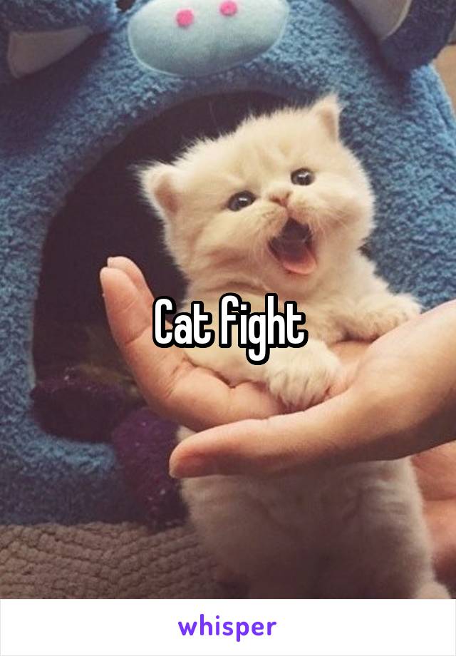 Cat fight