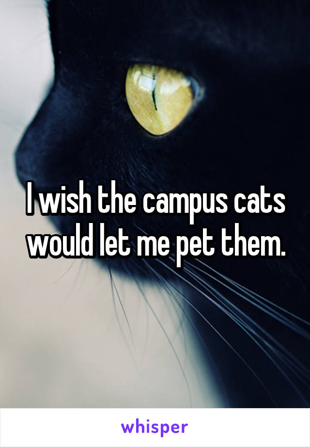 I wish the campus cats would let me pet them.