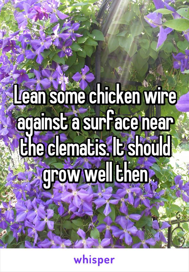 Lean some chicken wire against a surface near the clematis. It should grow well then