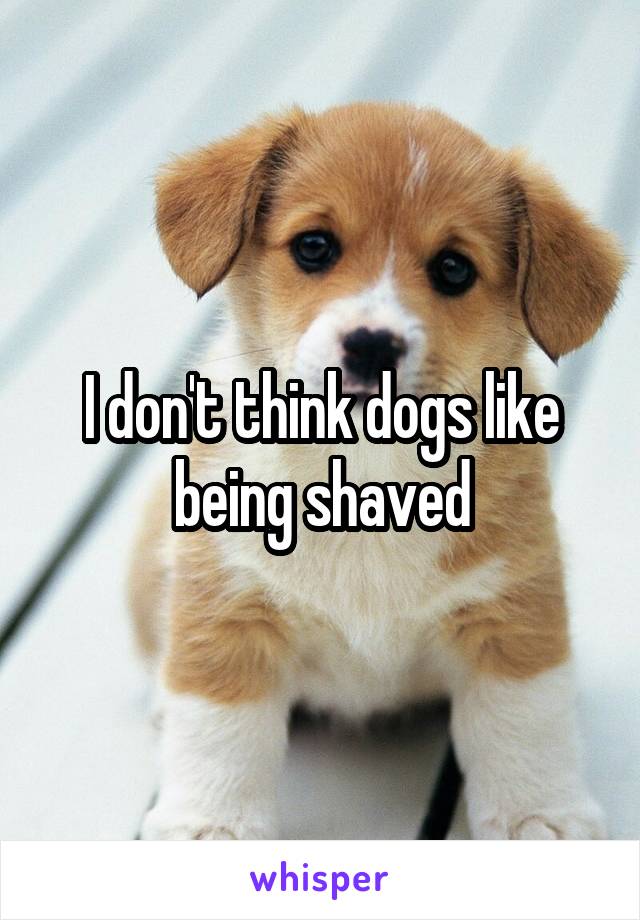 I don't think dogs like being shaved