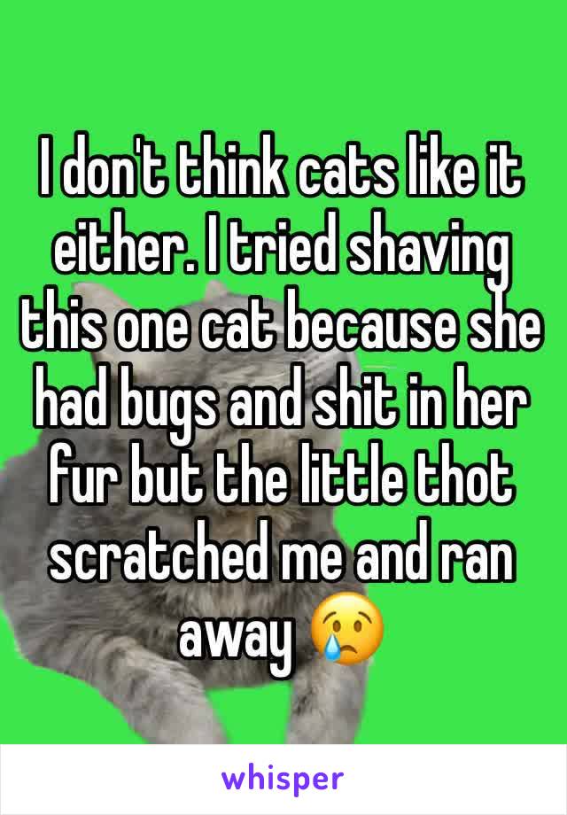 I don't think cats like it either. I tried shaving this one cat because she had bugs and shit in her fur but the little thot scratched me and ran away 😢