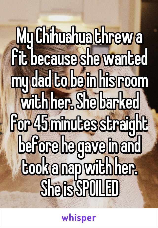 My Chihuahua threw a fit because she wanted my dad to be in his room with her. She barked for 45 minutes straight before he gave in and took a nap with her. She is SPOILED