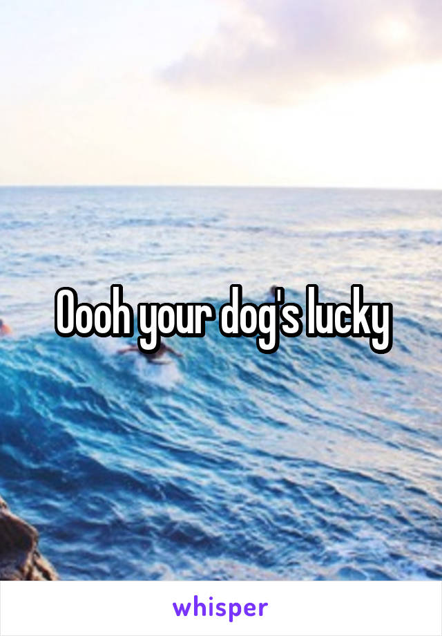 Oooh your dog's lucky