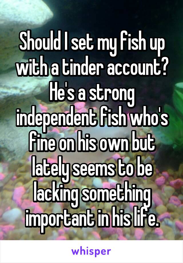 Should I set my fish up with a tinder account? He's a strong independent fish who's fine on his own but lately seems to be lacking something important in his life.