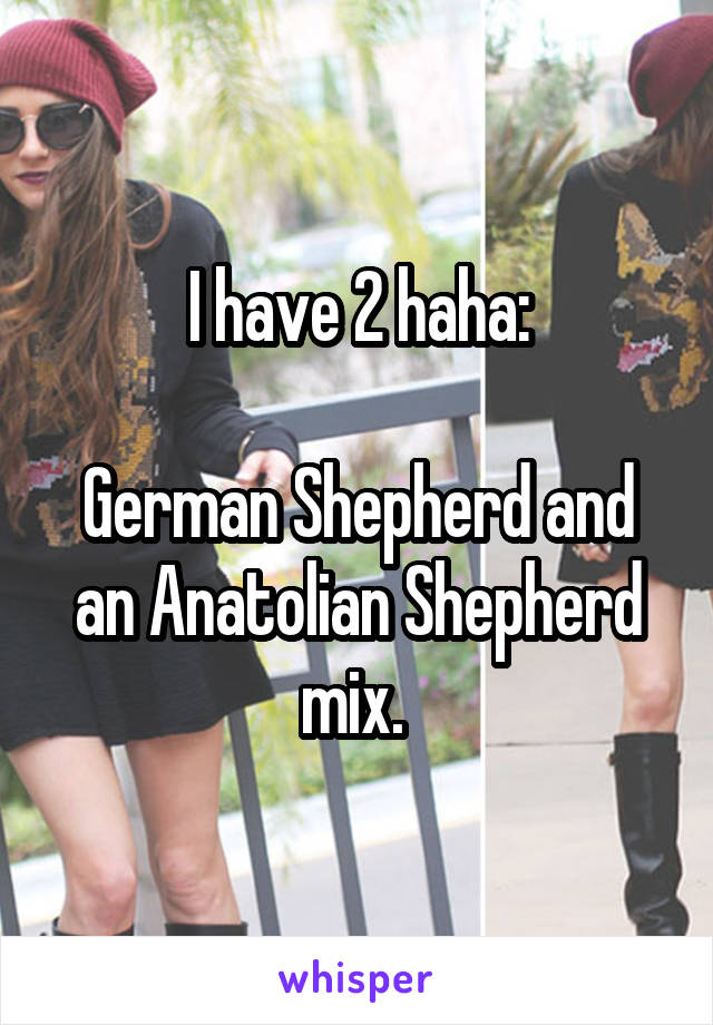 I have 2 haha:

German Shepherd and an Anatolian Shepherd mix. 