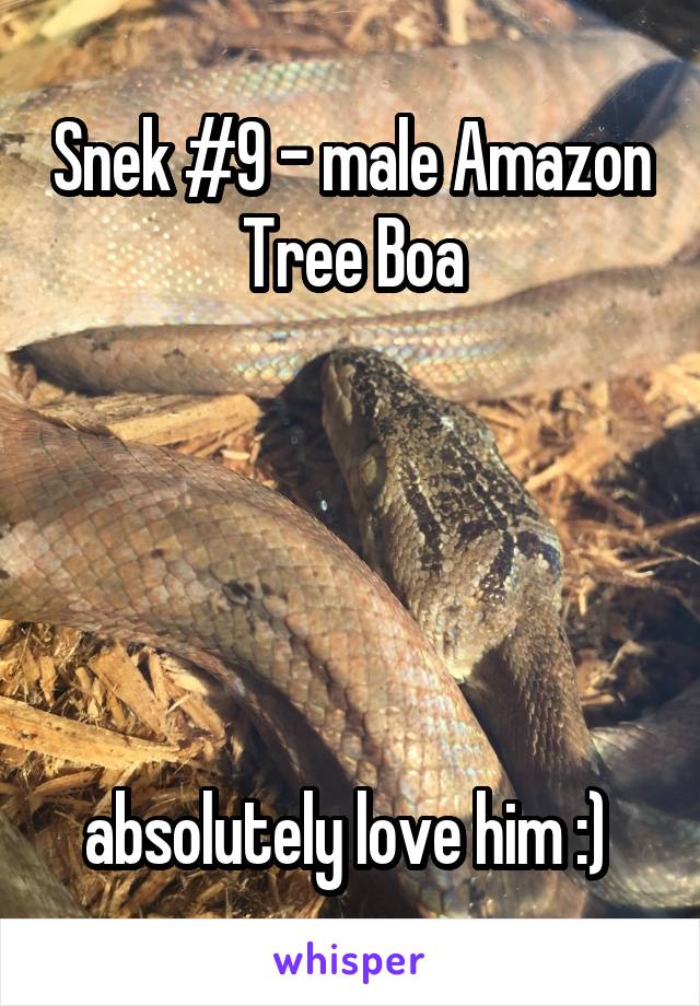 Snek #9 - male Amazon Tree Boa





absolutely love him :) 