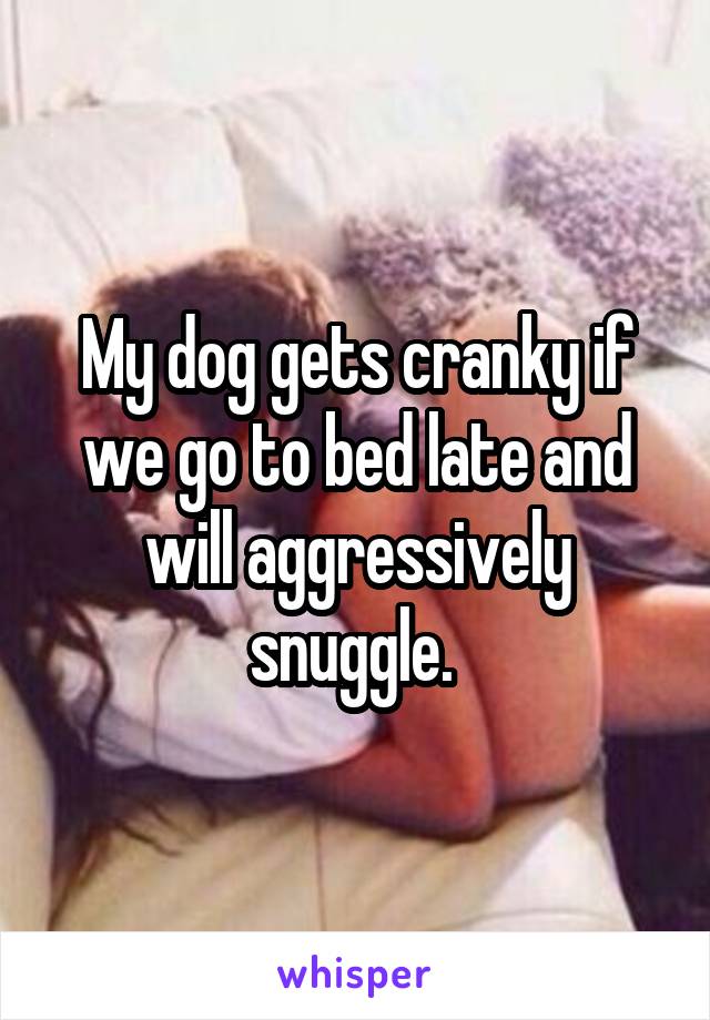 My dog gets cranky if we go to bed late and will aggressively snuggle. 