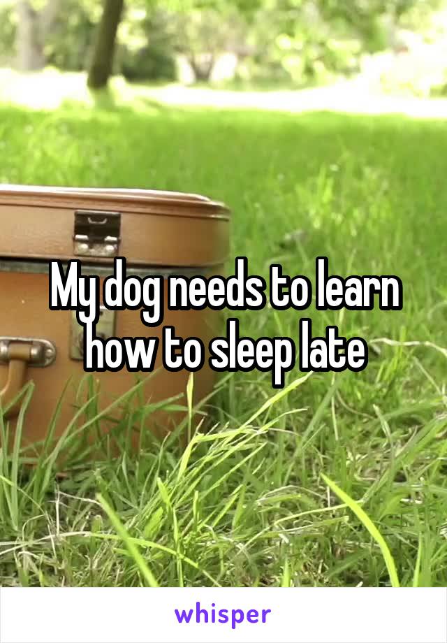 My dog needs to learn how to sleep late