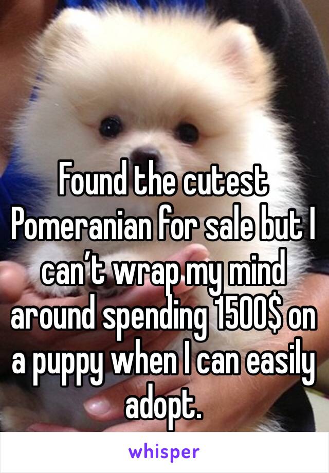 Found the cutest Pomeranian for sale but I can’t wrap my mind around spending 1500$ on a puppy when I can easily adopt. 