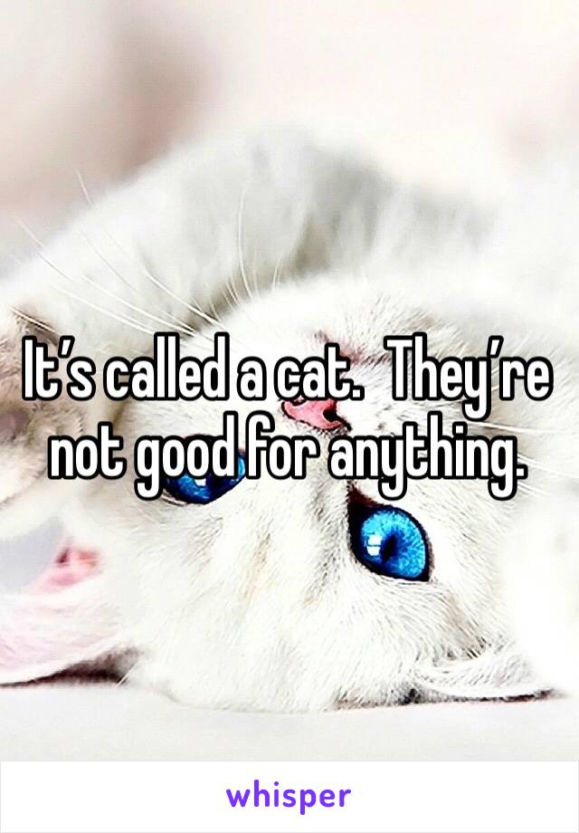 It’s called a cat.  They’re not good for anything.  