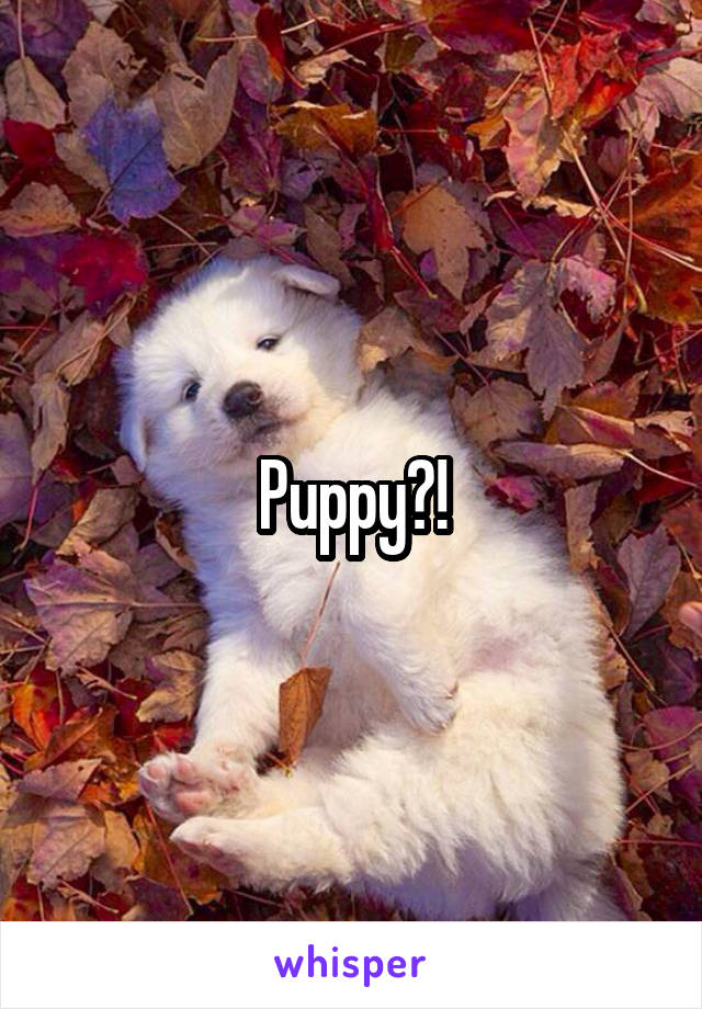 Puppy?!