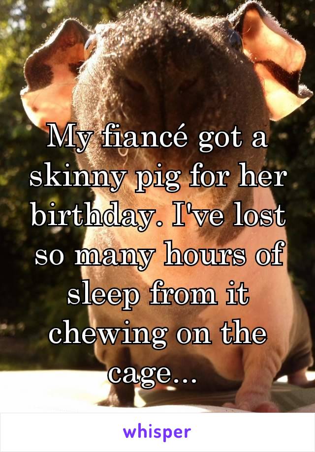 My fiancé got a skinny pig for her birthday. I've lost so many hours of sleep from it chewing on the cage... 